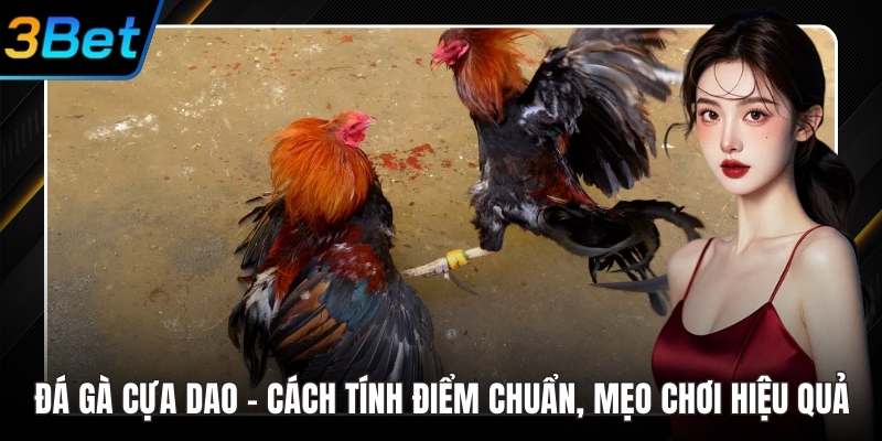 Đá gà cựa dao