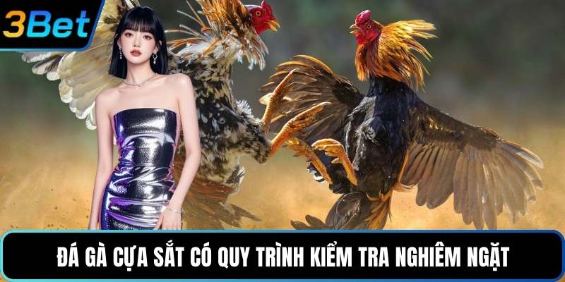 Đá gà cựa sắt có quy trình kiểm tra nghiêm ngặt