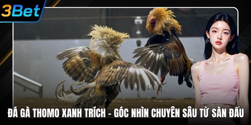 Đá gà thomo xanh trích