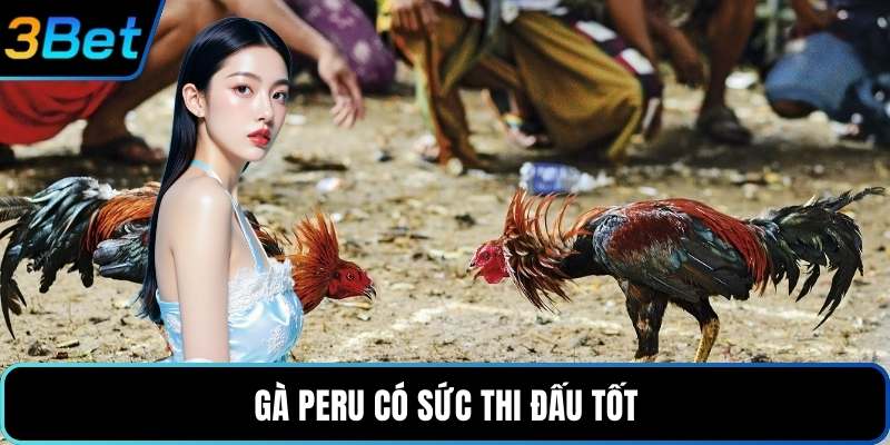 Gà Peru có sức thi đấu tốt