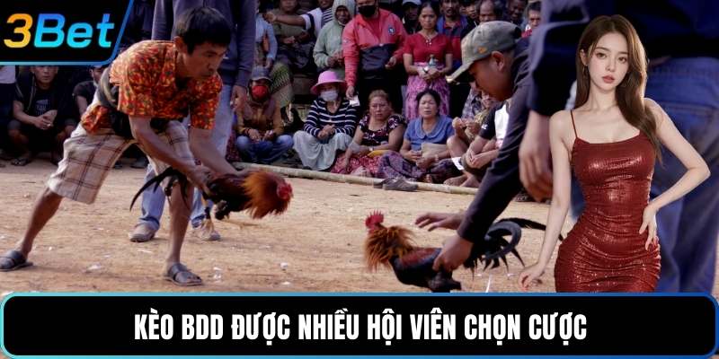 Kèo BDD được nhiều hội viên chọn cược
