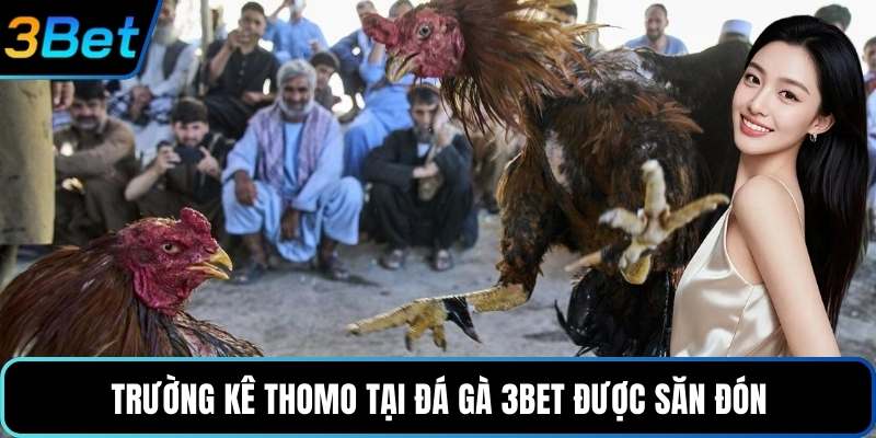 Trường kê Thomo tại Đá Gà 3Bet được săn đón